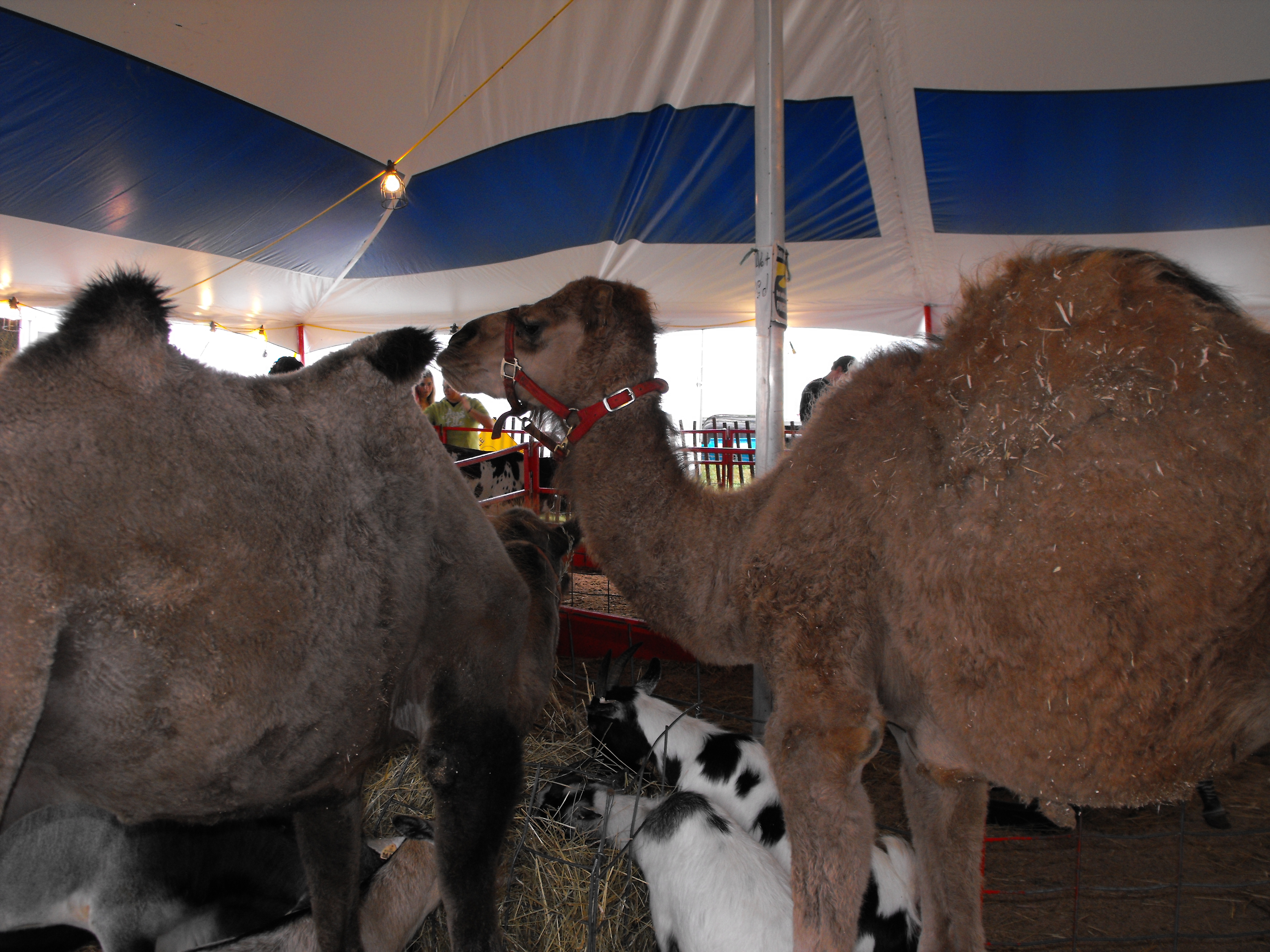 ./2011/State Fair/State Fair 1019 0001.JPG